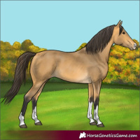 Horse Color:Buckskin