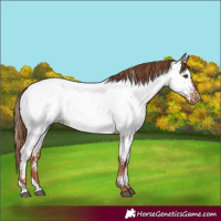 Horse Color:Red Roan Near Fewspot