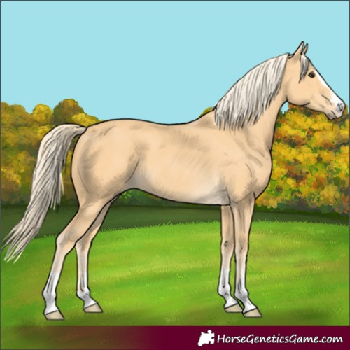 Horse Color:Palomino