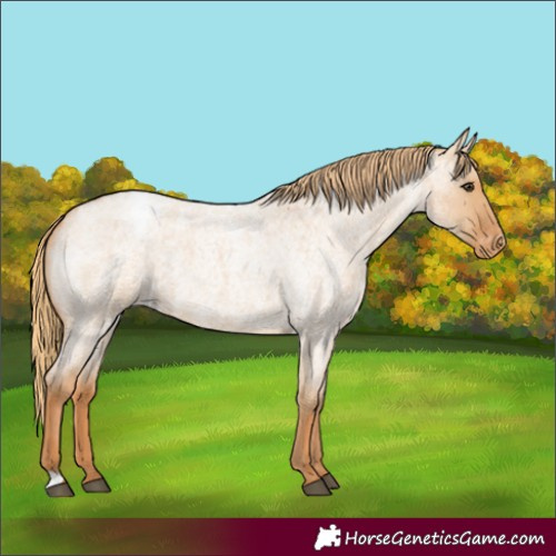 Horse Color:Red Dun Roan Varnish 