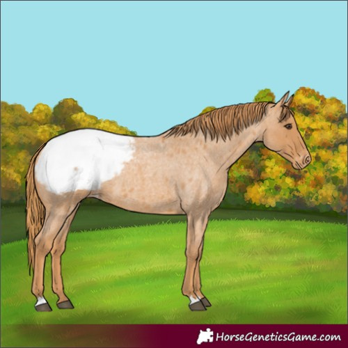 Horse Color:Red Roan Appaloosa 
