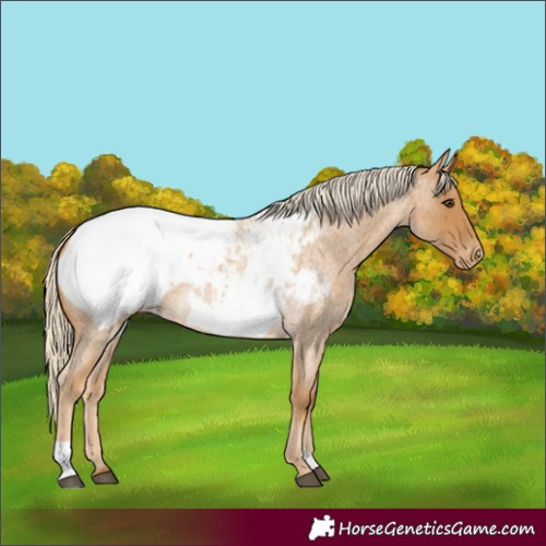 Horse Color:Palomino Roan Snowcap
