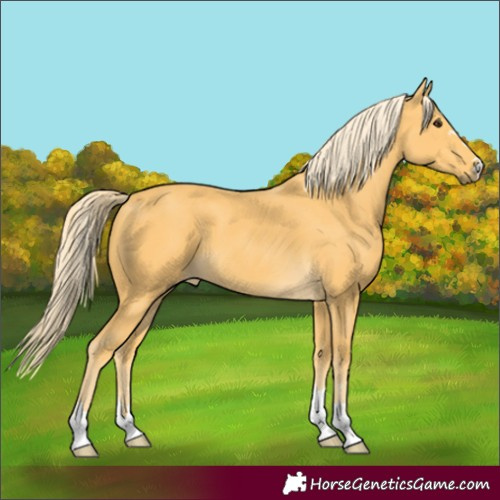 Horse Color:Palomino 
