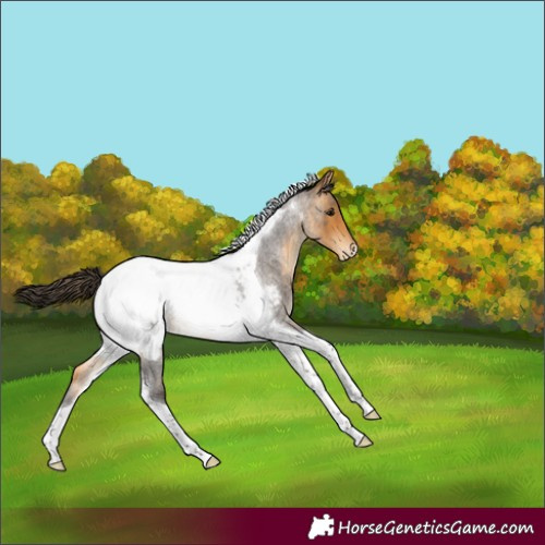 Horse Color:Buckskin Roan Tobiano Appaloosa Rabicano 