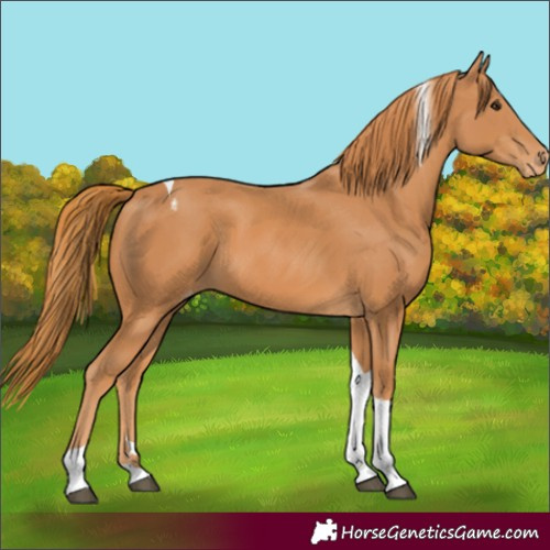 Horse Color:Chestnut Tobiano Appaloosa