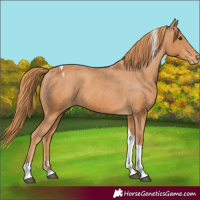 Horse Color:Chestnut Tobiano Blanket 