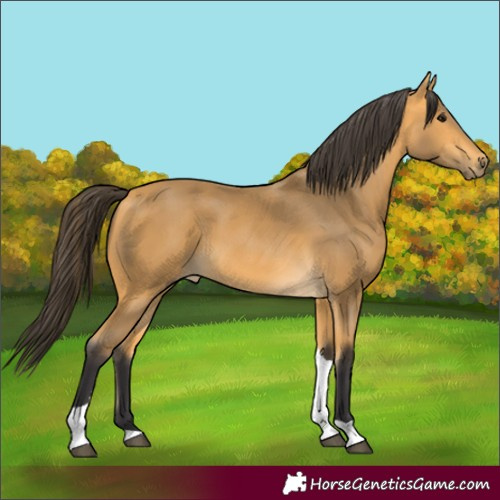 Horse Color:Buckskin Tobiano 