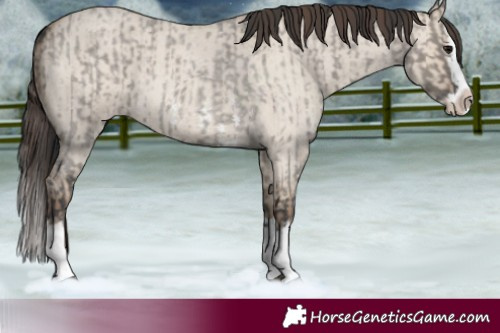 Horse Color:Grullo Roan Sabino Splash and Classic Champagne Roan Dun Sabino Splash