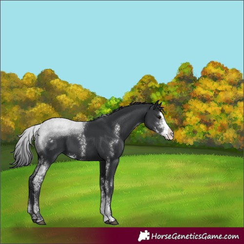 Horse Color:Black Sabino 