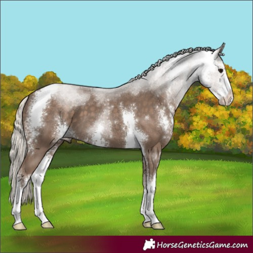 Horse Color:Silver Black Sabino 