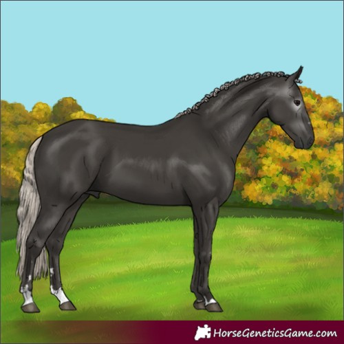 Horse Color:Gray Silver Black 
