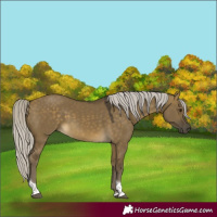 Horse Color:Silver Buckskin Dun Tobiano Rabicano