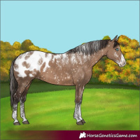 Horse Color:Powder White Liver Red Dun Splash Appaloosa Rabicano