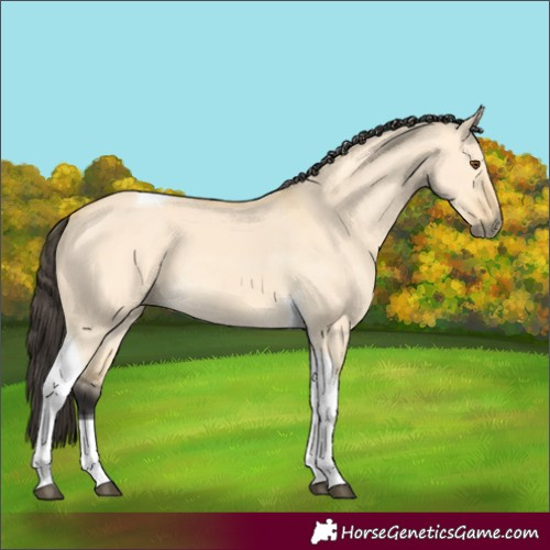Horse Color:Buckskin Dun Tobiano