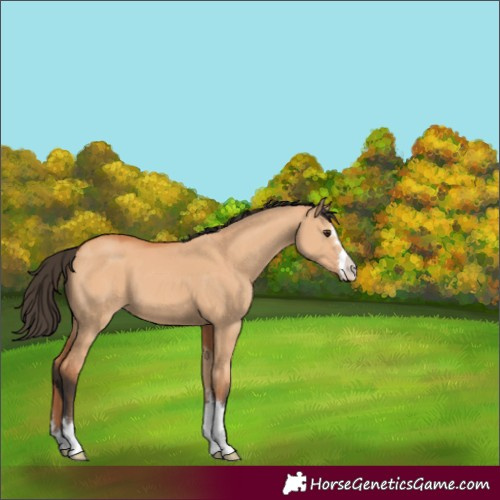 Horse Color:Bay Dun 