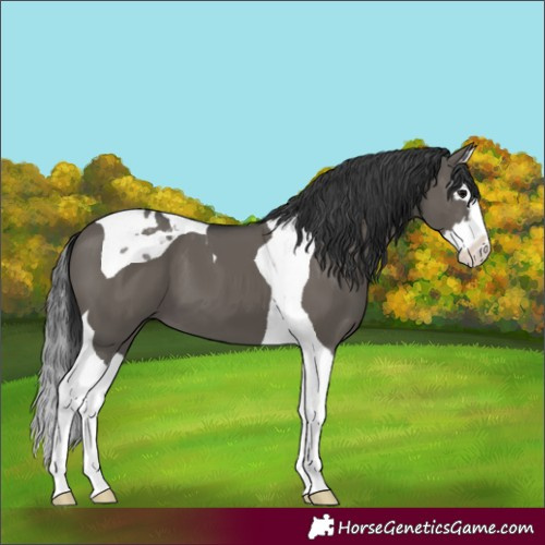 Horse Color:Grullo Splash Tobiano
