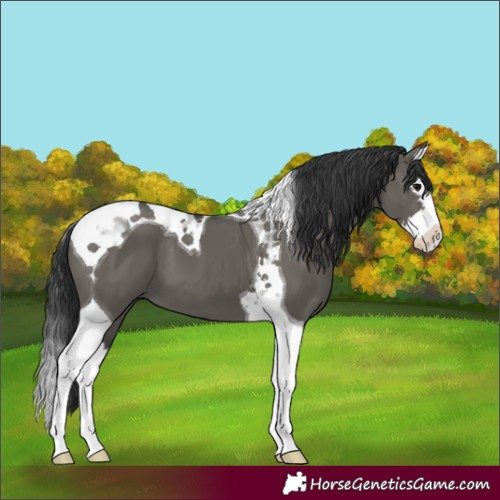 Horse Color:Grullo Splash Tobiano