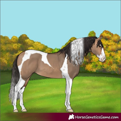 Horse Color:Bay Dun Splash Tobiano