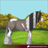 Horse Color:Grullo Splash Tobiano Rabicano