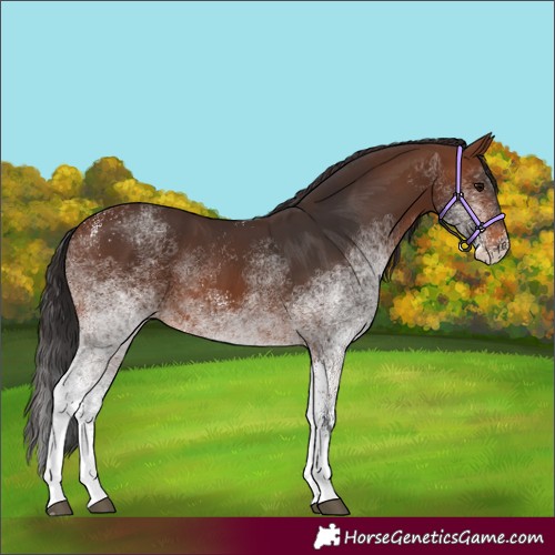 Horse Color:White Spotted Brown 
