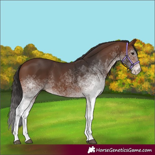 Horse Color:White Spotted Brown 