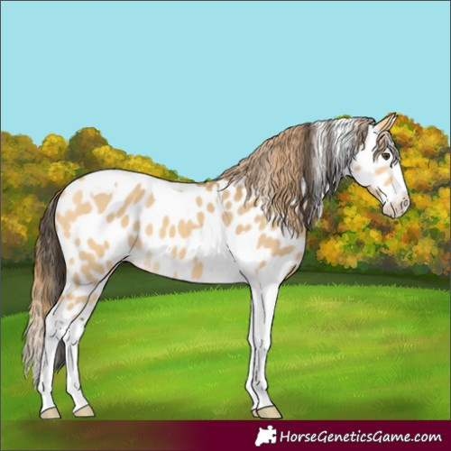 Horse Color:Buckskin Dun Splash Tobiano Near Leopard