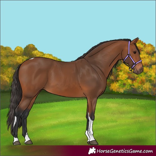Horse Color:Bay Tobiano Rabicano 