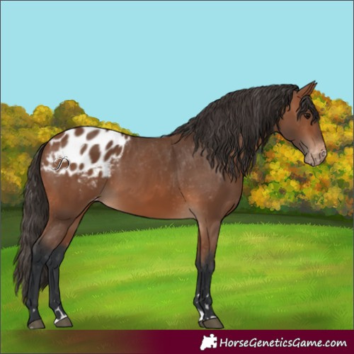 Horse Color:Bay Blanket