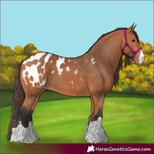 Horse Color:Bay Appaloosa 