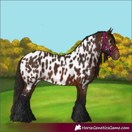 Horse Color:Gray Bay Appaloosa 