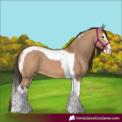 Horse Color:Bay Dun Splash Tobiano