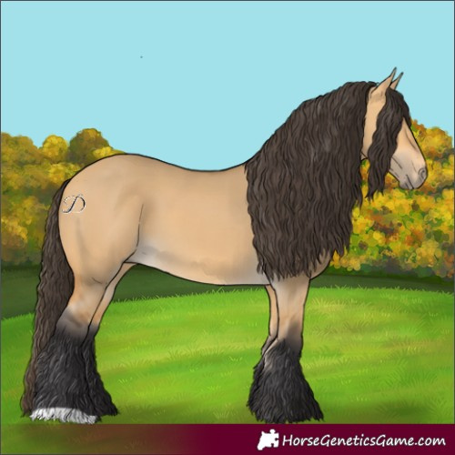 Horse Color:Buckskin Dun