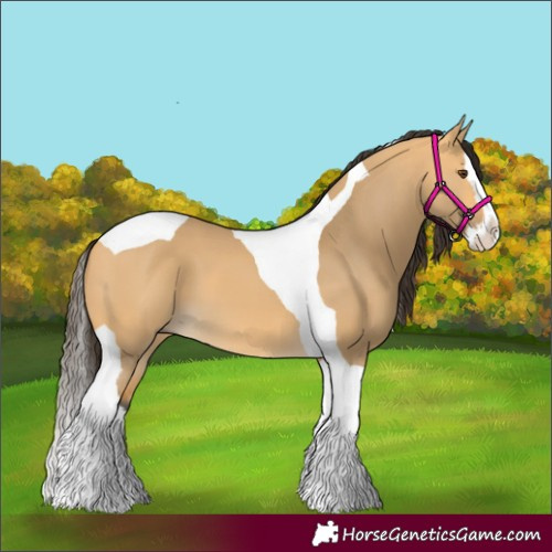 Horse Color:Buckskin Dun Splash Tobiano 