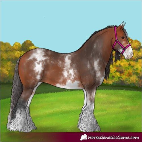 Horse Color:White Spotted Bay