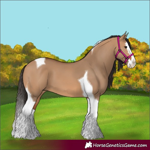 Horse Color:Bay Dun Splash Tobiano 