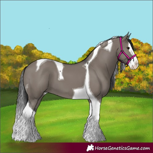 Horse Color:Grullo Splash Tobiano 