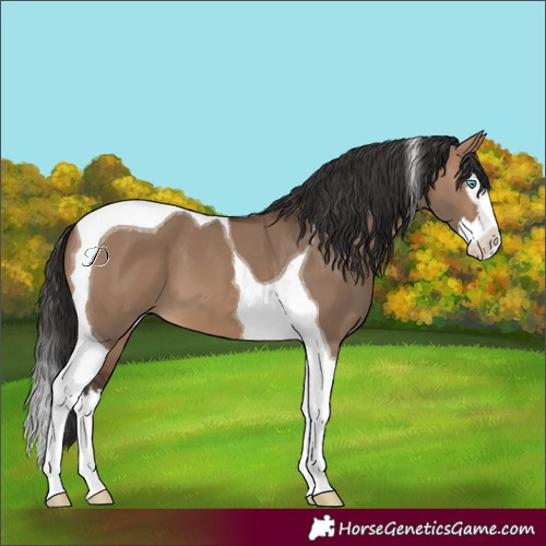 Horse Color:Brown Dun Splash Tobiano