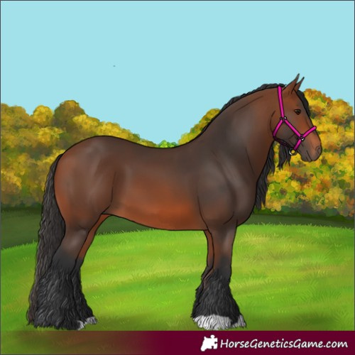 Horse Color:Bay 