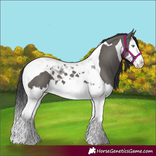 Horse Color:Grullo Splash Tobiano 