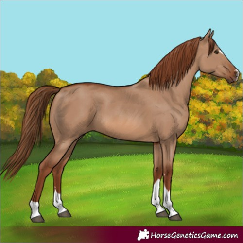 Horse Color:Red Dun 