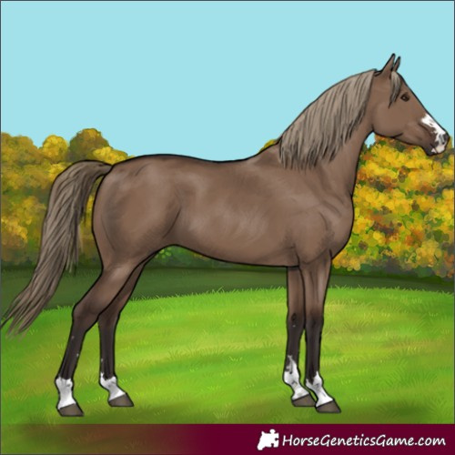 Horse Color:Liver Red Dun 