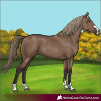 Horse Color:Liver Red Dun