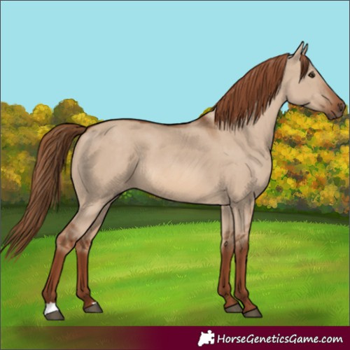 Horse Color:Red Dun 