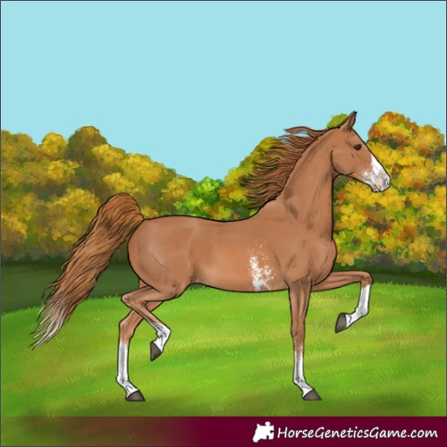 Horse Color:Chestnut Sabino Splash Varnish