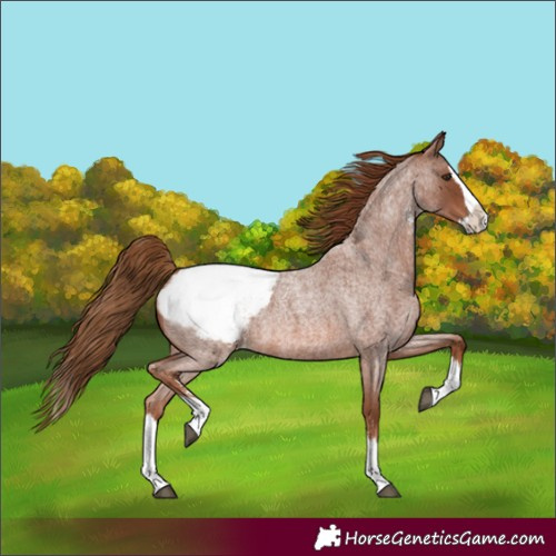 Horse Color:Red Roan Sabino Splash Snowcap