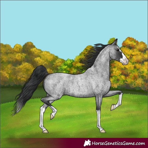 Horse Color:Blue Roan Splash