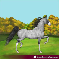 Horse Color:Blue Roan Splash