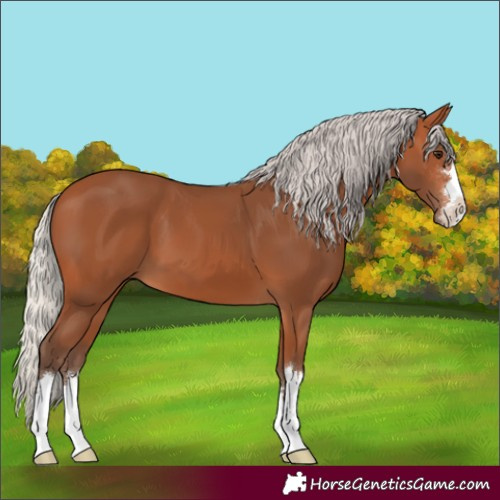 Horse Color:Silver Bay 