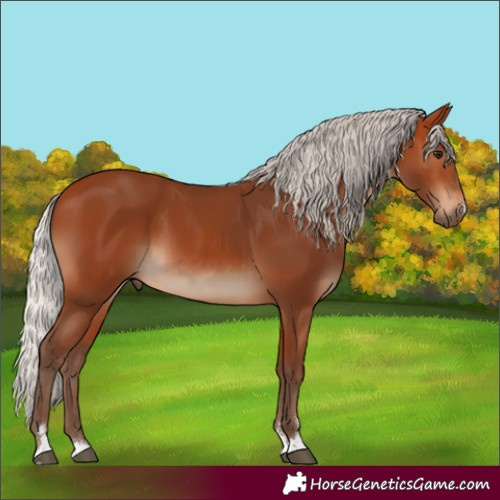 Horse Color:Silver Bay 