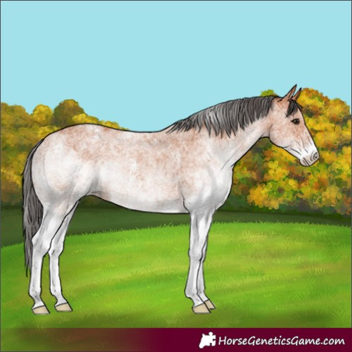 Horse Color:White Spotted Bay